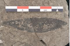 Foto (Detailansicht) von Eucalyptus oceanica Unger (NHMW-GEO-2024-0188-8034)